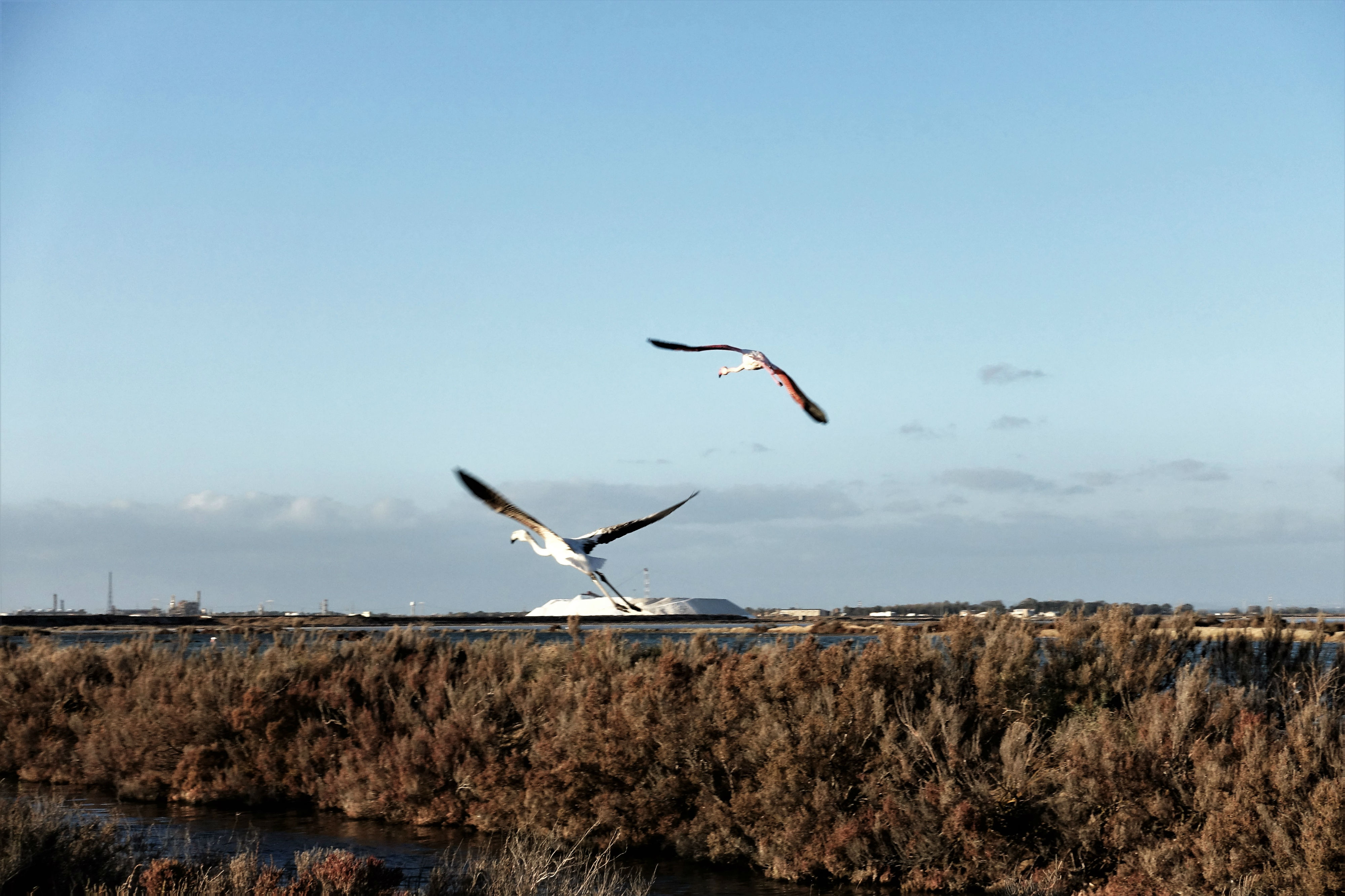 Flamingos in flight over the Santa Gilla wetland, with salt mounds and industrial infrastructure behind